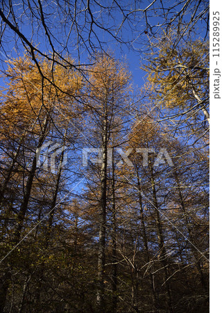 浅間隠山、登山、群馬県 115289925