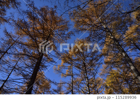 浅間隠山、登山、群馬県 浅間隠山、登山、群馬県 115289936