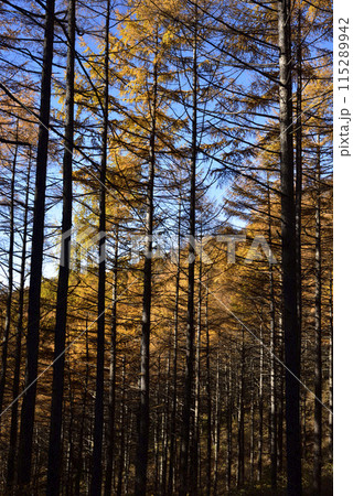 浅間隠山、登山、群馬県 浅間隠山、登山、群馬県 115289942