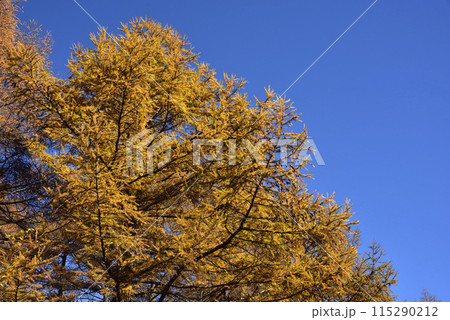 浅間隠山、登山、群馬県 浅間隠山、登山、群馬県 115290212