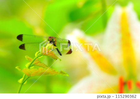 山百合を背に一休みするトンボ 115290362
