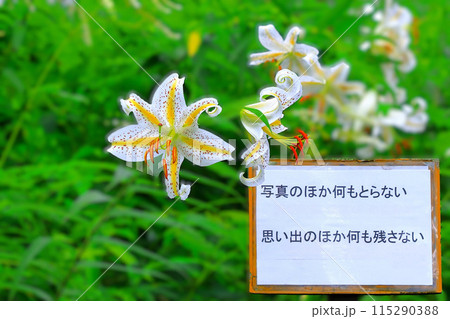 自然保護の標語と大輪の山百合 115290388
