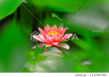 幻想的な赤い睡蓮の花 115290390