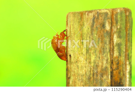 空蝉(蝉の抜け殻) 空蝉(蝉の抜け殻) 115290404