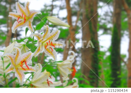森林公園に咲く満開の山百合 森林公園に咲く満開の山百合 115290434