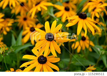 ルドベキア 115290511