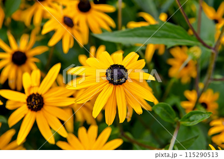 ルドベキア ルドベキア 115290513