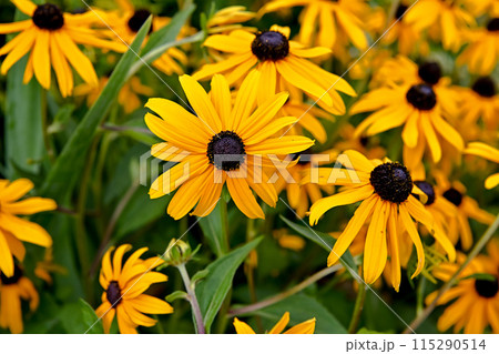 ルドベキア 115290514