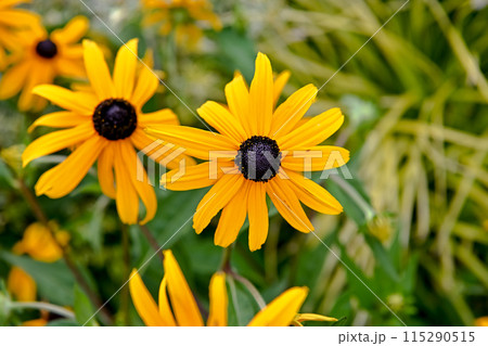 ルドベキア ルドベキア 115290515