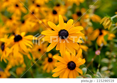 ルドベキア 115290519