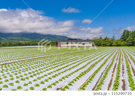 (長野県)野辺山高原 野菜畑 (長野県)野辺山高原 野菜畑 115290710