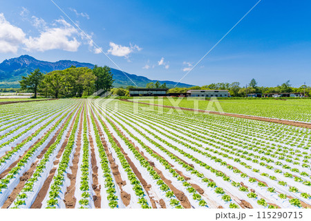 (長野県)野辺山高原 野菜畑 (長野県)野辺山高原 野菜畑 115290715