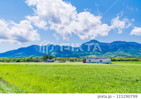 （長野県）野辺山　高原　牧草畑 115290799