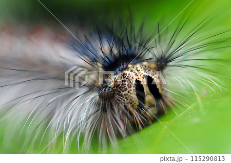 長毛に二つの黒紋顔の怖いピエロ顔のなマイマイガの大型幼虫（自然光＋マクロ接写写真） 115290813