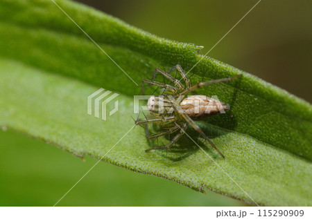葉の上に雌のササグモ（自然光＋ストロボ、マクロ接写撮影） 115290909