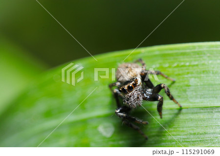 マミジロハエトリ蜘蛛の雌（自然光＋マクロ接写写真） 115291069