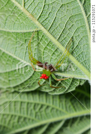 タカラダニに寄生されたワカバグモ（自然光＋ストロボ、マクロ接写撮影） 115291071