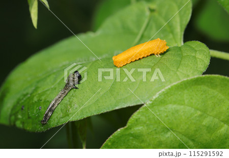 オレンジ色のチャイロハバチ幼虫と別に脱ぎ去られたハバチの脱皮殻が並ぶ（自然光＋望遠マクロ接写写真） 115291592