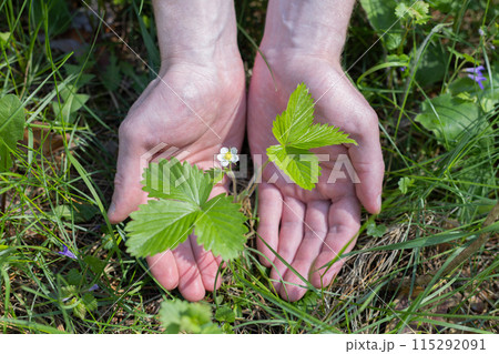 Hands with a young sprout of strawberry. 115292091