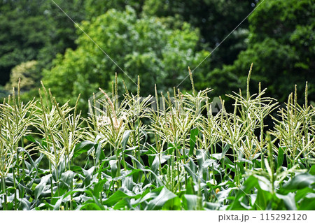 トウモロコシ畑 トウモロコシ畑 115292120