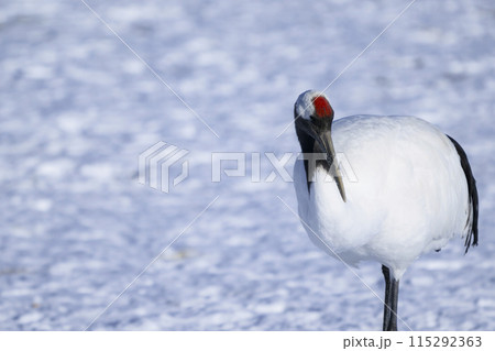 タンチョウ タンチョウ 115292363