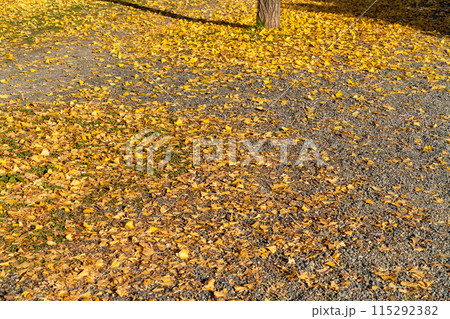紅葉したイチョウの落ち葉 紅葉したイチョウの落ち葉 115292382