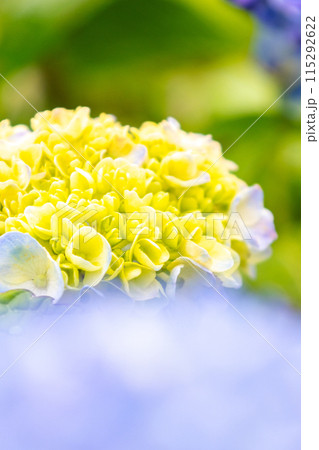 黄色い咲き始めの紫陽花 黄色い咲き始めの紫陽花 115292622