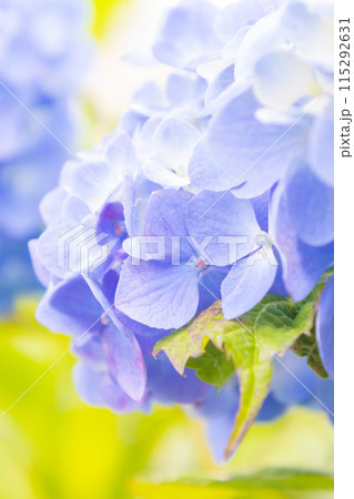 青い紫陽花 115292631