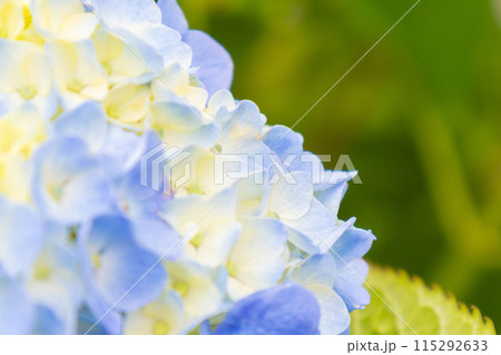 咲き始めた淡い色の紫陽花 咲き始めた淡い色の紫陽花 115292633