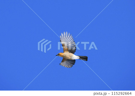 ミヤマカケス飛翔 115292664