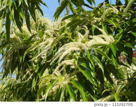 満開の栗の花 115292709