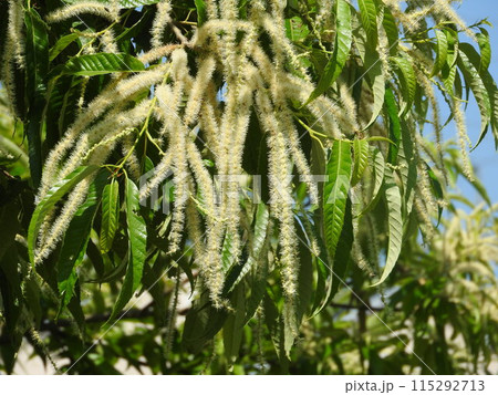 満開の栗の花 満開の栗の花 115292713
