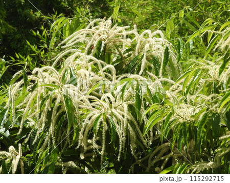 満開の栗の花 115292715