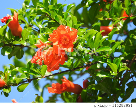 ザクロの花 ザクロの花 115292951