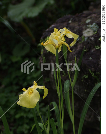 日陰に咲いた黄色いショウブ(公園の片隅の黄菖蒲の花) 日陰に咲いた黄色いショウブ(公園の片隅の黄菖蒲の花) 115292960
