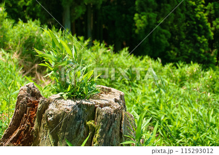 古株から育つ新しい息吹き 115293012