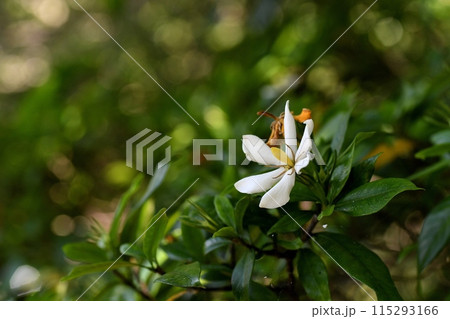 クチナシの花 クチナシの花 115293166