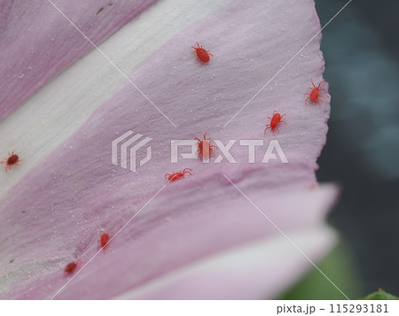 ハマヒルガオの花に集まるタカラダニの仲間 115293181