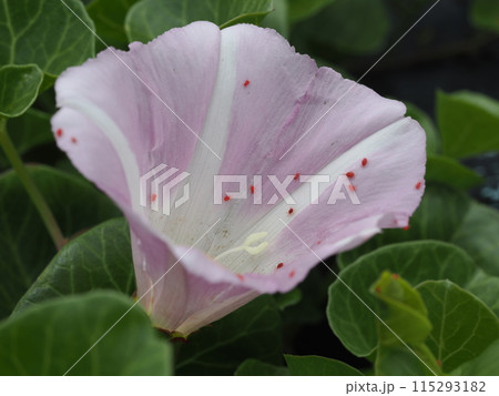 ハマヒルガオの花に集まるタカラダニの仲間 115293182