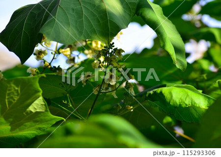 キササゲ（木大角豆) 115293306