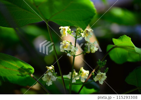 キササゲ(木大角豆) キササゲ(木大角豆) 115293308