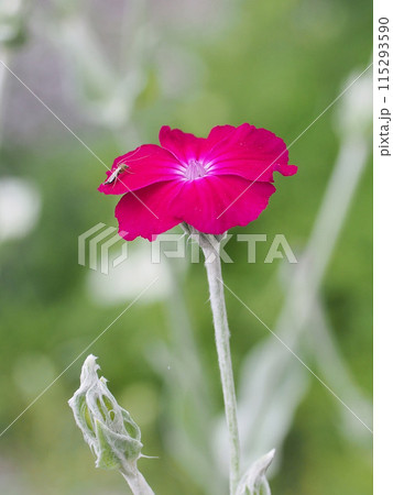 スイセンノウの赤い花のクローズアップ（蚊のとまったフランネルソウ） 115293590