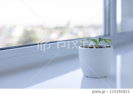 Small sprout of plant in a white flower pot on the windowsill. Small sprout of plant in a white flower pot on the windowsill. 115293821