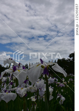 毛越寺　花　あやめまつり　あやめ　花菖蒲 115293857