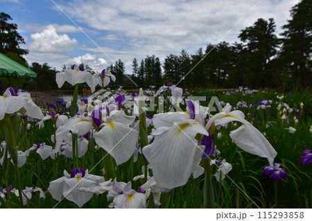 毛越寺 花 あやめまつり あやめ 花菖蒲 毛越寺 花 あやめまつり あやめ 花菖蒲 115293858