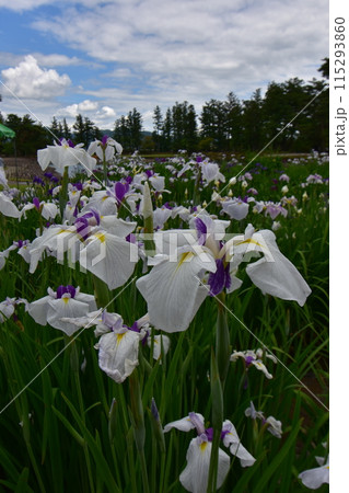 毛越寺　花　あやめまつり　あやめ　花菖蒲 115293860