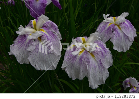 毛越寺　花　あやめまつり　あやめ　花菖蒲 115293872