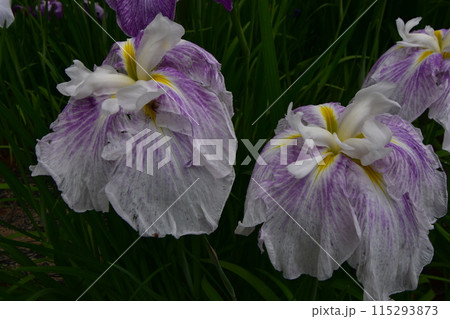 毛越寺　花　あやめまつり　あやめ　花菖蒲 115293873