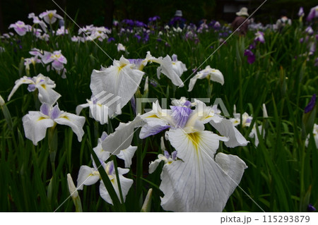 毛越寺 花 あやめまつり あやめ 花菖蒲 毛越寺 花 あやめまつり あやめ 花菖蒲 115293879