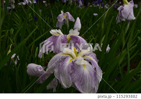 毛越寺　花　あやめまつり　あやめ　花菖蒲 115293882